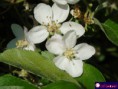 /album/macro/floare-de-mar-editata-jpg/